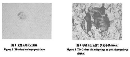 液氮運輸罐短期儲存胚胎的可行性研究的結(jié)果